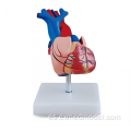 Modelo de anatomía del corazón humano de tamaño natural